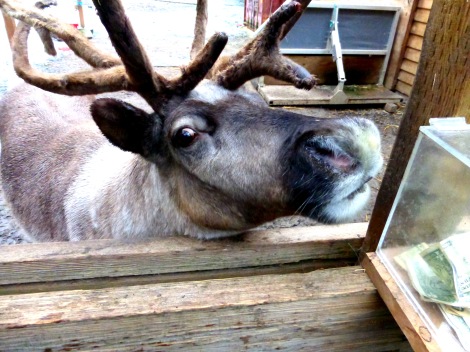 reindeer preserve, Ketchikan